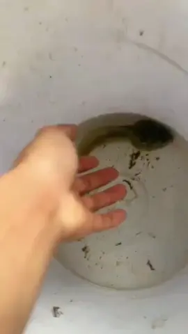 kalao keboncenya segede ini kodoknya segede gaban mungkin #katak #kodok 