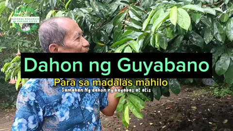 Dahon ng Guyabano para sa madakas nahilo Ito ay maaring samahan ng dahon ng bayabas at atis. Ang amoy nito ay nakakatulong upang mawala ang ating hilo #naturalwellnessnipastorvitto #alonavitto