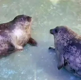 Her attitude is very endearing LMAO || source: @/t