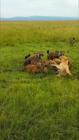 10 hyenas swarm over lone lioness!