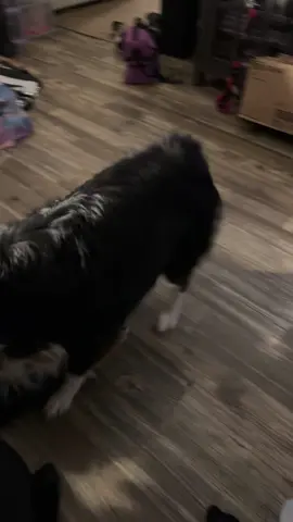 Every morning #aussie #aussiesdoingthings #australianshepherd 