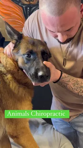 Y’all taking your dog to the chiropractor? 👀🐶@bones_hands_animals/IG #Worldstar #Dog #Pet 