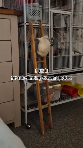she's trying her best 😭😭😭 #fatrat #ratsoftiktok #rat #🐀 @Musson_rats 
