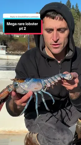 Replying to @GrackleTree We need help naming it! Most liked name wins! As long as it’s tik tok appropriate!! 😂 #maine #lobster #fishing #ocean #interesting #commercialfishing #fy #LobsterTok #educate #DidYouKnow #coolcatch #rare #rarefind #seafood #crazy #oneinamillion 