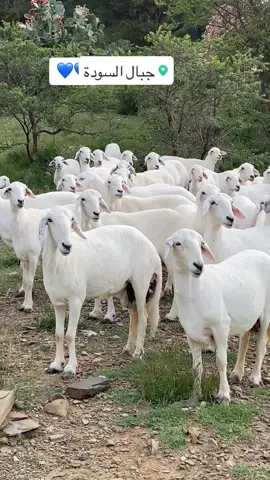 السودة 💙💙🤍🤍 #ضأن #ضأن_صنف #غنم_صنف #غنم_حرش #اكسبلورexplore #ابها_عسير_الجنوب_السوده #اابها_الجنوب #fypシ #abha #ابها_الان #اكسبلوررررر #الهاشتاقات_للشيوخ 