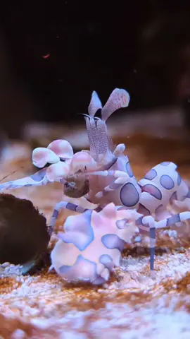 Check out this super interesting salt water shrimp called the Harlequin Shrimp. It's a starfish predator, and hopefully it destroys my asterina starfish outbreak. Love adding utility livestock to the tank.  #saltwateraquarium #marineaquarium #coralreef #harlequinshrimp #asterinastarfish 