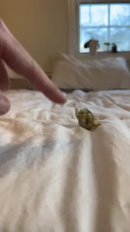 The little poke is like a push start 😂 #fyp #foryoupage #cuteanimals #cute #quail  