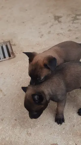 #manouba #tunis #elevage #chiots #malinois #chien vente chiots 