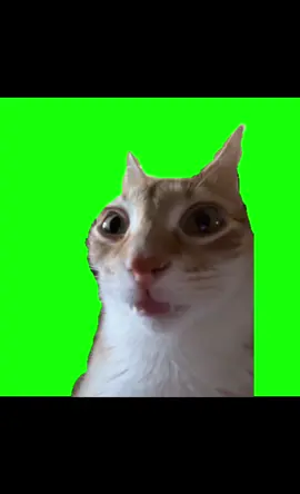 #CapCut #gomilola #gatos #plantilla #de #gatos #fyp #miparatiシ #viral #catcup 