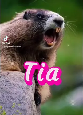 Marmota chamando 🤗 #marmotachamando #marmotagritando #marmota #chamando #gritando #nomes #tia #agoraemmuriae 