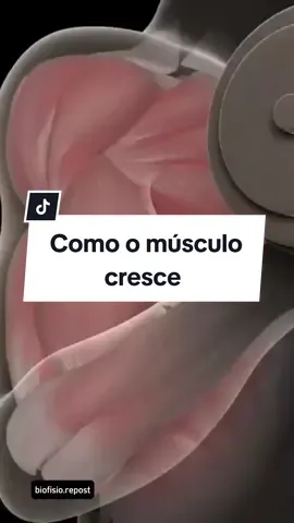 Como o músculo cresce. O aumento do tamanho e do volume dos músculos acontece devido à pratica de atividade física intensa e regular e alimentação adequada. Durante o exercício, os músculos sofrem pequenas lesões em suas fibras e, após o treino, o organismo começa a repor e reparar as fibras musculares perdidas ou danificadas, promovendo o aumento do tamanho do músculo.  O processo de 