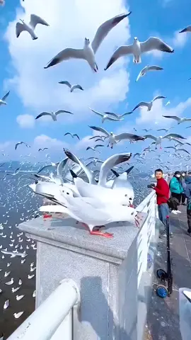 #LetHerGo de #Azimov #beautiful #aves 