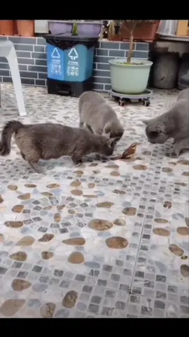 The black cats did not attack 😱 #fypシ゚viral #foryou #