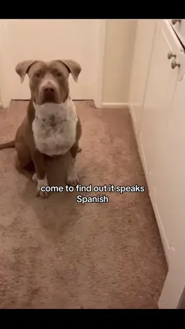 Come to find out his dog speaks Spanish 🤣 #funnyvideo #spanishdog #sientate #fyp #viralvideo #dogvideo #dogsoftiktok 