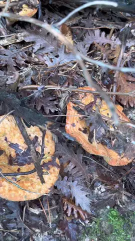 #çıntar#kanlıcamantarı#tiktok #mantar #bursa#çammantarı #keşfet 