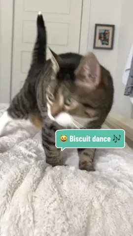 You deserve biscuits today! 😸🐾🍪🎶🥛 #cat #cats #catsoftiktok #catbiscuit #catbiscuits #catkneading #kneadingcat #kneadingcats #catmakingbiscuits #catdance #biscuitdance #catdancing #polydactylcat #catpaws #gato #gatoamasando #gata #gatostiktok #gataamasadora #amasando #amasandogato #gatita #gatitta #gatitalinda #katzen #poupeeandfriends #poupeecat #gattiditiktok #gatinhamanhosa #gatinha #gatinhosfofos 
