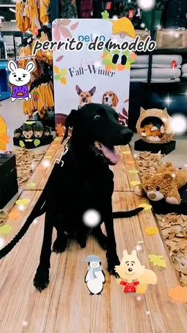 #concurso #pasarelademoda #fashion #eleganciayestilo #london #guapo #hermoso #perrostiktok #perrobonito #gdl #petcoméxico #atreveteacreer #atreveteaprobar #chivas #chivasdelguadalajara #chivahermano 