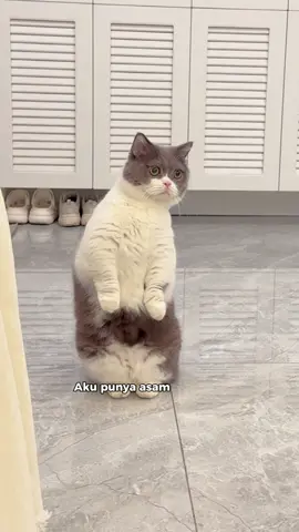 Ga butuh rayuan butuh nya cuan 🤣 #kucinglucu #kucingtiktok #kucing #kucingku #kucinggemoy #kucingnyimut #anabul 
