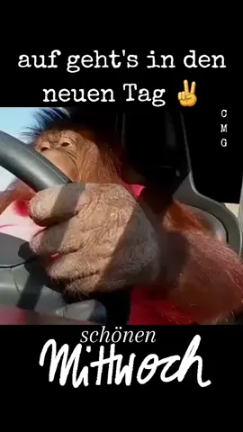 Guten Morgen ☕️  #fy #flyp #f #brummi #trucker #fernfahrer #viral #gutenmorgen #mittwoch #followme #herzrot #plusweg #funny #folgenfürmehr 