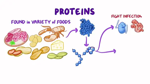 Video minh họa kiến thức về Protein và sự chuyển hóa thành các axit amin trong cơ thể Để việc học dinh dưỡng trở nên đơn giản hơn bao giờ hết Nguồn: Sưu tầm