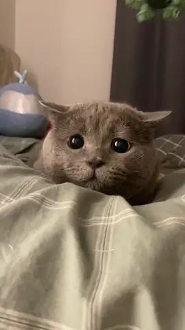 #petlover #youlike #foryou #cat #catvideo #pettoys 