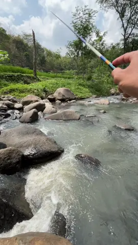 Daripada pamit gak diolehi, mending dijak 🤣 #mancing #mancingdisungai #mancingwader 
