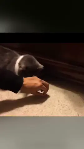 The Ultimate Expression of Frustration When Everything Goes Wrong! NoNoNoNoNoNo! #funnytiktok  #animalestiktok  #fypシ  #funnymoments