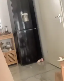 Attacking the refrigerator guard. He gets in the way of crawling behind the refrigerator 🤬 #birdsoftiktok #birds #fy #angrybirds 