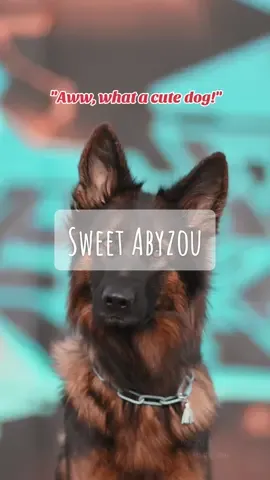 Wie eine elegante Elfe #hund #dog #gsd #schäferhund #dsh #deutscherschäferhund #germanshepherd #shepherd #langhaarschäferhund #langstockhaar #longhairgermanshepherd