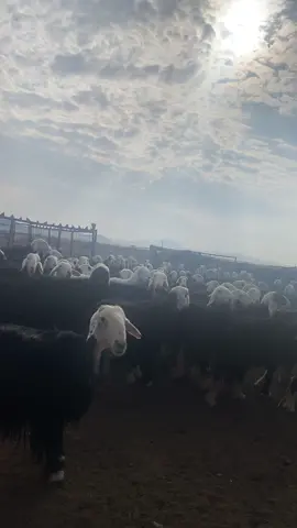 #ضريه__القصيم__السعوديه 