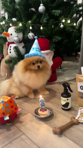 🥳 Happy Birthday to you, Rocky. 🐶🎂🐾🦴  #birthdayboy #pomeranian #ปอมเมอเรเนียน #dogsoftiktok 