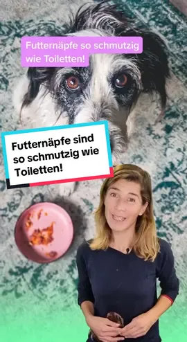 Der Futternapf gehört zu den 5 schmutzigsten Gegenständen im Haushalt. Das haben in den vergangenen Jahren etliche Studien gezeigt. Ähnlich wie bei Spülschwämmen, Wasserhähnen und Teppichen finden sich in Näpfen mehr Bakterien als auf der Klobrille. Und die Bakterien können krank machen. Damit das nicht passiert, hilft nur eins: regelmäßig sauber machen. Aber richtig! #Futternapf #Hundenapf #Wassernapf #Hundefutter #Katzenfutter #dreckig