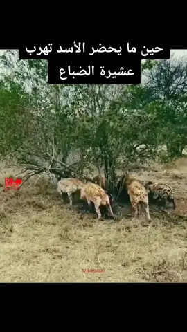 #المغرب #السعودية #فلسطين #الخليج #إسبانيا🇪🇦المغرب #العالم #غزة_فلسطين #المغرب🇲🇦تونس🇹🇳الجزائر🇩🇿 #atlas_lions #الأسود 
