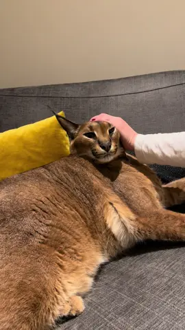 Floppa getting head massage 💆‍♂️