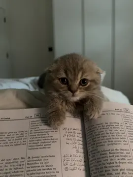 just needa be next to mom 24/7 💌        #scottishfold #cats #cat #catsofinstagram  #catstagram #britishshorthair #catlover #instagram #instacat #kitten #catlife #catlovers #catoftheday #kittens #scottishstraight #meow #scottishfoldlovers #scottish #scottishfoldcat #kitty #Love #kedi #scottishfoldkittens #kittensofinstagram #cute #world #pet #pets #airplanemode #airplaneears 