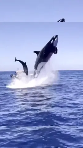 Baleias  #jubarte #orca #baleiasvoadoras #wonderful #georgeus #perfect #beautiful #nature #world #Love 