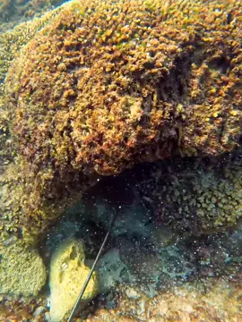 #Fishing  #Outdoors  #foryou  #survival  #camping