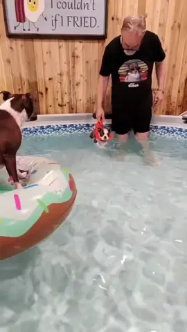 #wildone #babybostonterrier #puppytiktok 