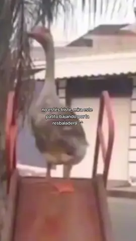 #parati #fypシ #patito #tiktok  está precioso y tierno 💕