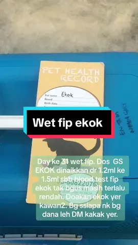 Blood test fip ekok bacaan tak berapa bgus lagi. So ekok kena tambah dos GS ☹️😭😭 doakan ekok yer kawan2 #buluschyeizie #ezynomiekokgaryentam #eiziepunye #wetfip #basmi #basmifip #wetfipfighter #wetfiptreatment 