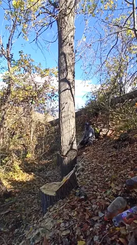 @Ergün Kirişık @Ergün Kırışık @mehmet erdoğan #kavak #kesim#çatırtı #kardeş 