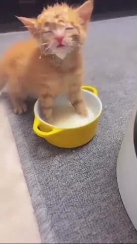 溺れる溺れるw #猫 #ネコ #🐈 #赤ちゃん #ミルク #動物面白 #ハプニング 
