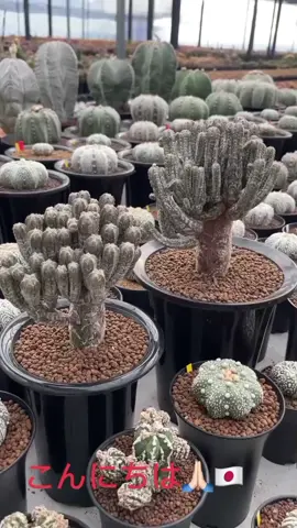 มายริโอ สติ๊กม่า ฮูบูกิ ต้นแม่พันธุ์ อายุ 10 ปีคับ#กระบองเพชร #แคคตัส #cactus 