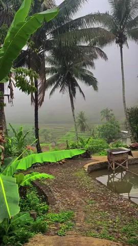 dingiiin,, sedingin kamu ..!! 😢😁 #adem #sejuk #tirisssssssss🥶 #berkabut #coolvibes #tenang #nyaman #lemburkuring #lembursunda #suaraalam #suaraburung #suasanapagidikampung 