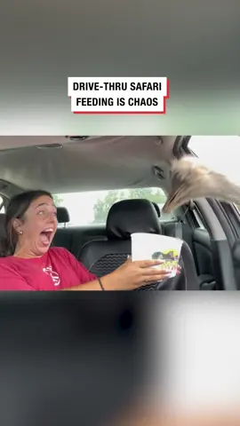 Just keep calm 🤣 🎥 Collab #drivethrusafari #safari #viral #ladbible #foryou #fyp #ostrich