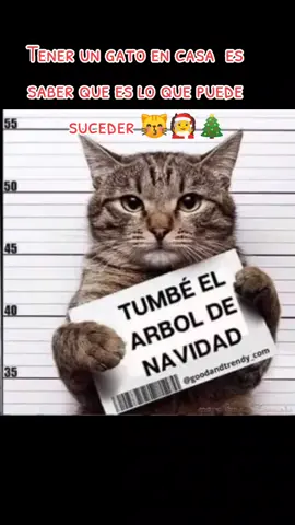 Si ya saben cómo soy para que me ponen eso 🎄😽#navidad #michistraviesos #humor#tiktok #parati #elmitotazomx #cats #pets 