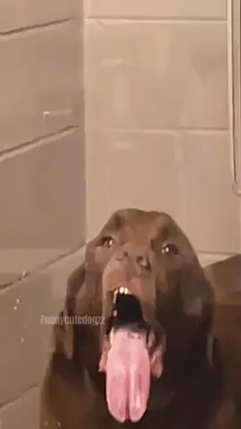 Funny and cute dog compilation 🤣 #funnydog #funnypet #cutedog #dogsoftiktok #doglover #dog 