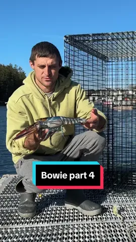 Bowie part 4! #maine #lobster #fishing #ocean #interesting #commercialfishing #fy #LobsterTok #educate #didyouknow #coolcatch #rare #rarefind #oneinamillion #crazy #petlobster 