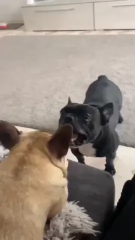 A very funny and fascinating conversation between two dogs.