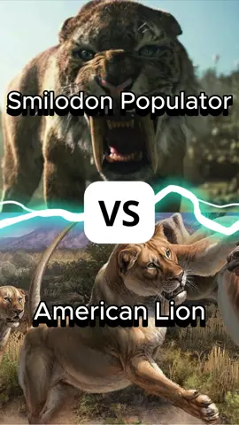Smilodon Populator vs American Lion #smilodonpopulator #americanlion #fight #battle #smilodon #lion #whowouldwin #whowouldhavewon #prehistoricanimals #prehistoricpredators #feline #wildcat #tiktok #animals #animalfight #tiktokreels #reels #shorts #fyp #foryou #feed #viral #animalcomparisons